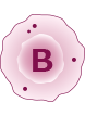 bB細胞