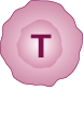 T細胞