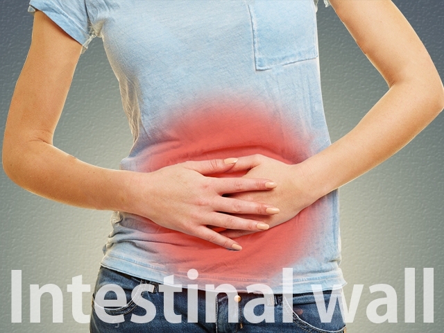 intestinal-wall